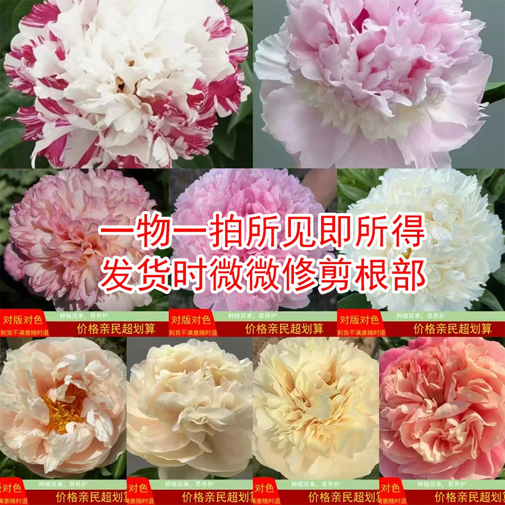 【一物一拍链接】下单后联系客服备注芍药品种 发货时微微修剪根部