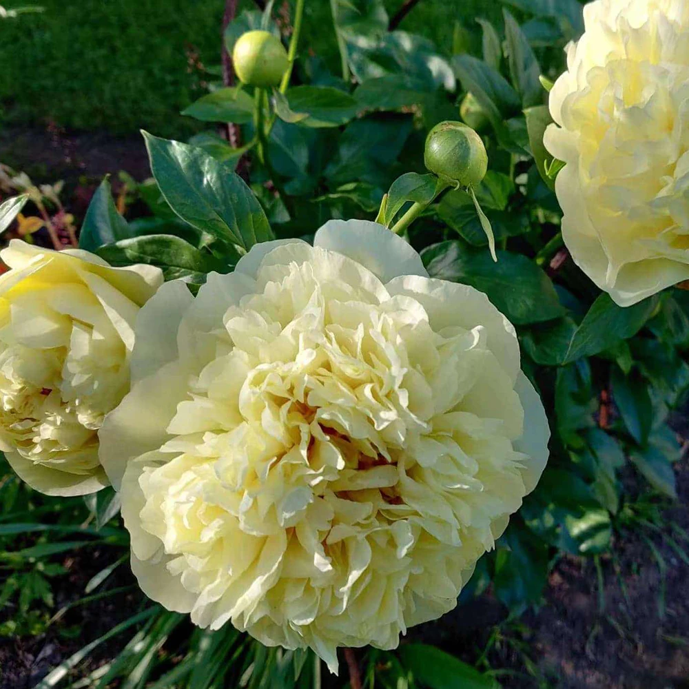 【香草烈酒】芍药花苗