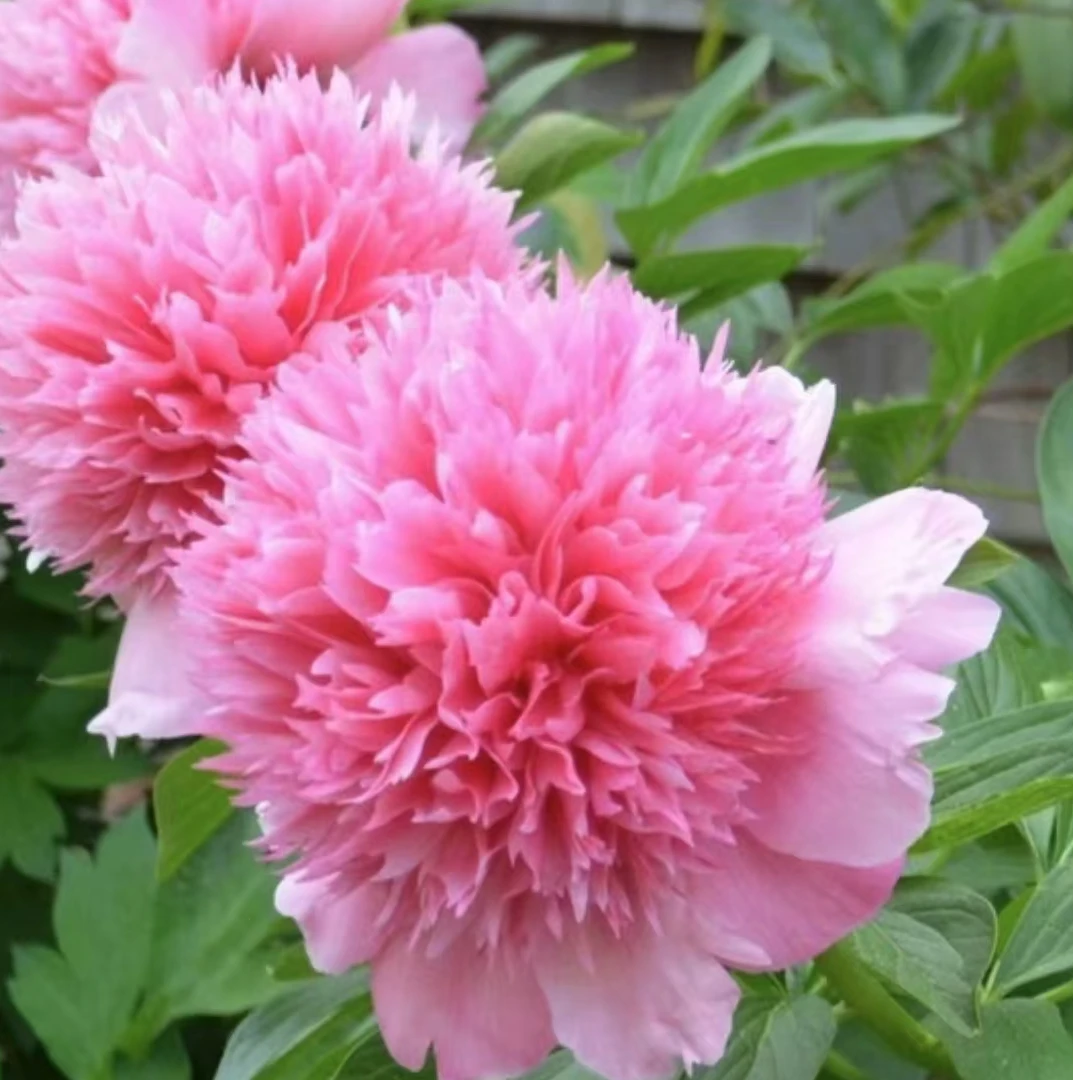 【玫瑰专家】芍药花苗 品种庭院阳台种植