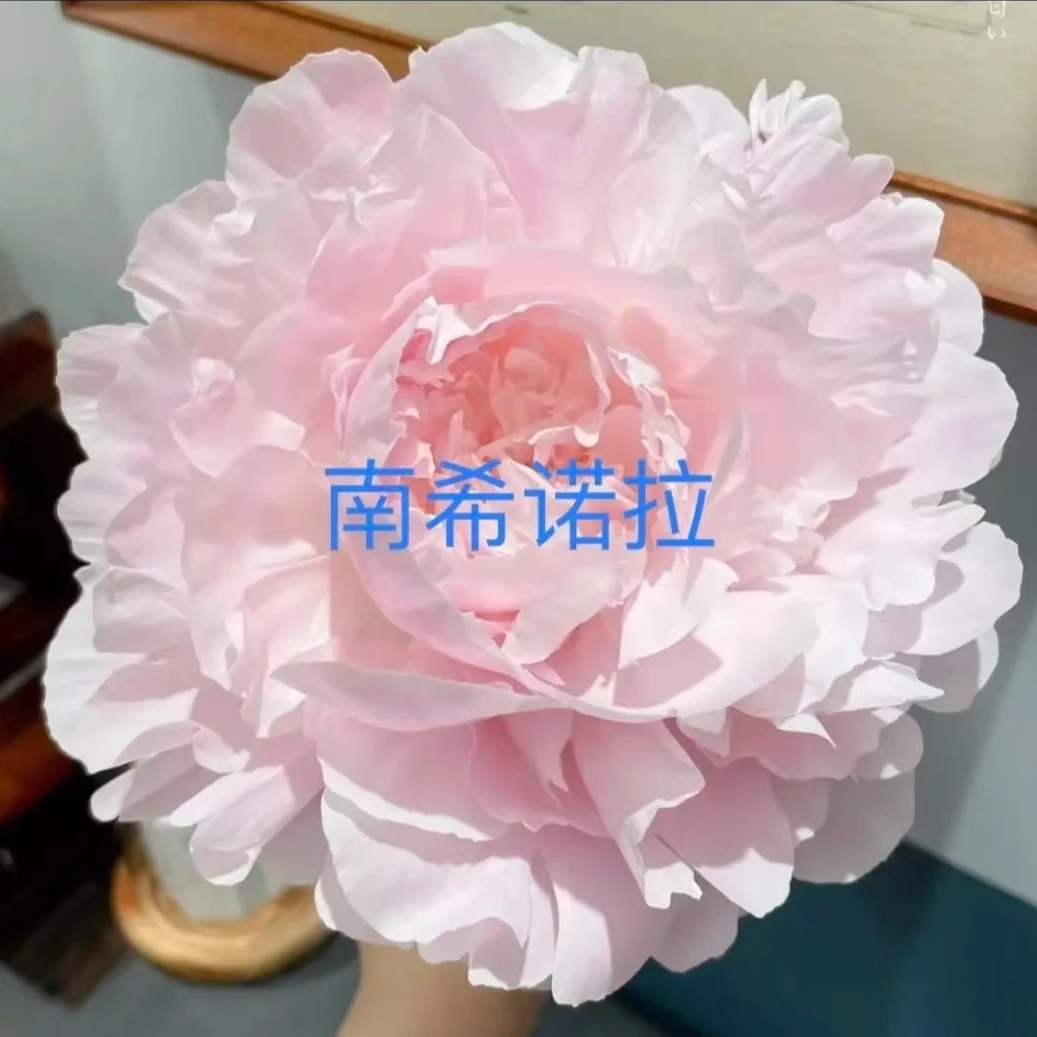 【南希诺拉】芍药花苗