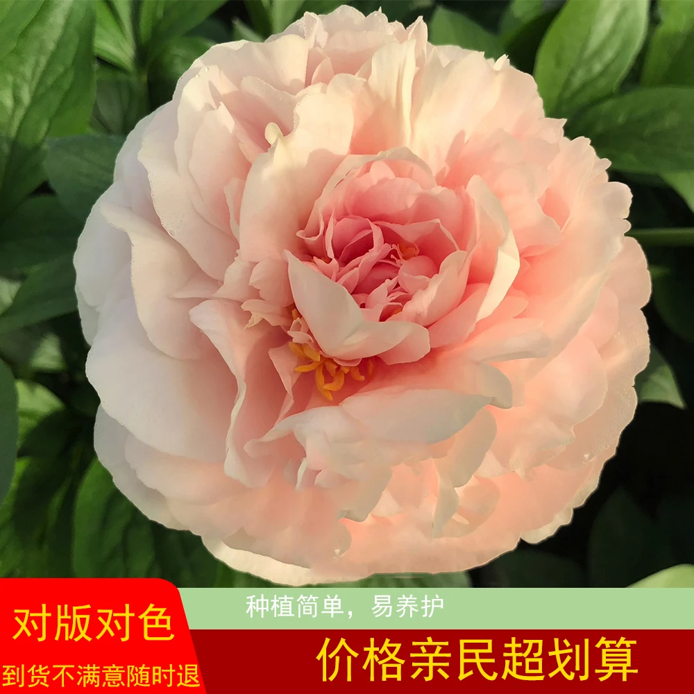 【香槟之心】芍药花苗 新品首发 盆栽地栽庭院种植 产地直发