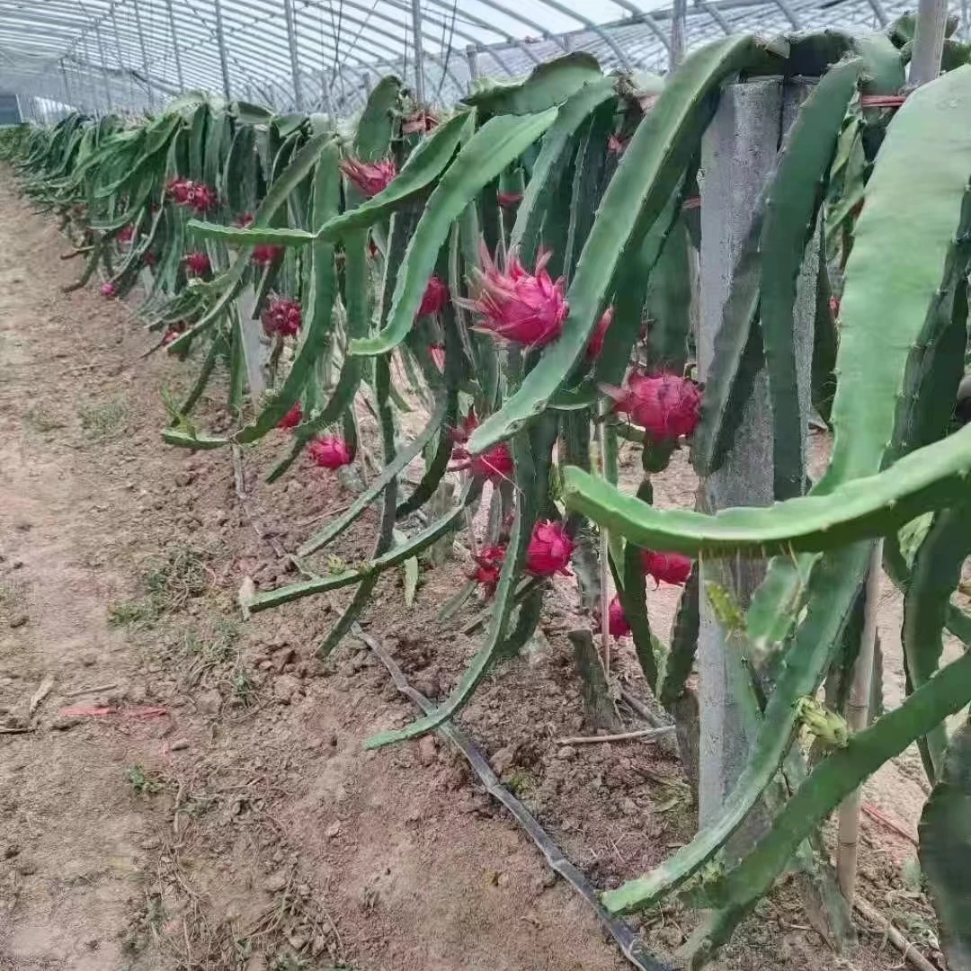 火龙果苗（十颗）可种植可嫁接室内阳台种植