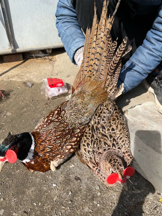 （两只公鸡）七彩山鸡  肉质紧实包邮包路损  整鸡发货