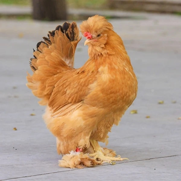 内蒙散养黄油北京油鸡冷链发货鲜嫩美味