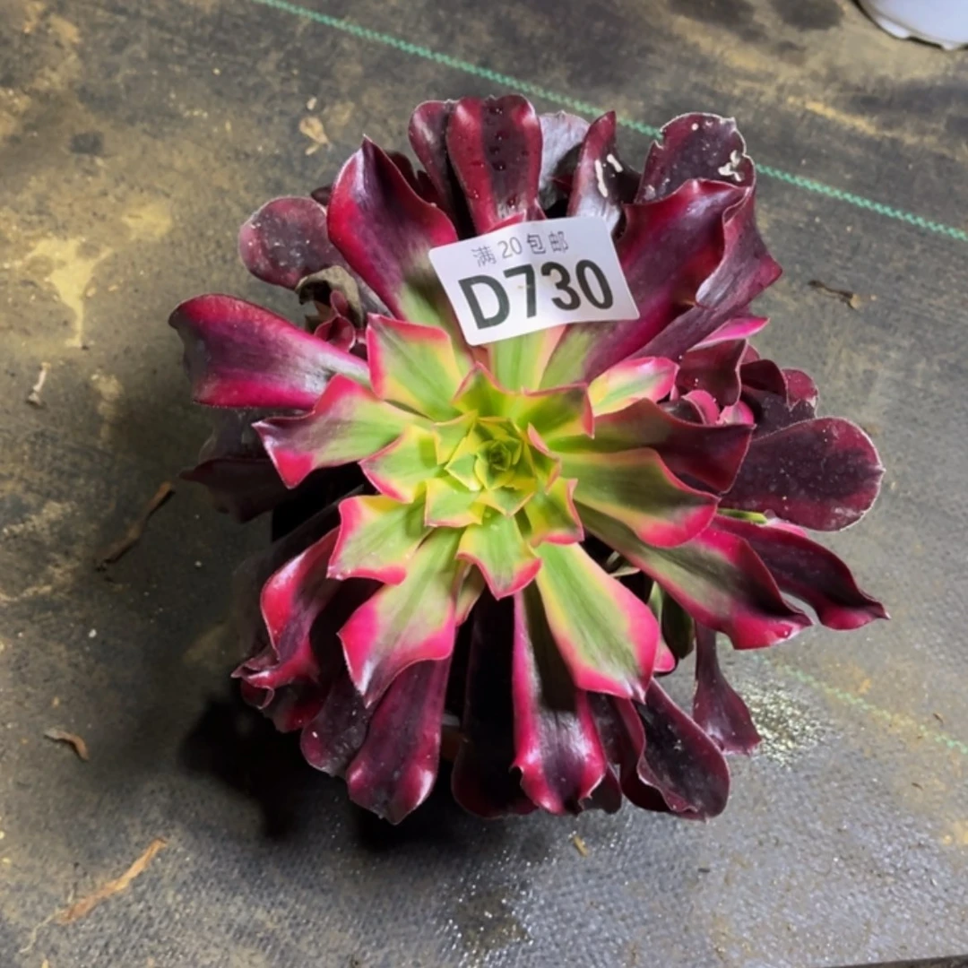 【闪购商品】多肉730