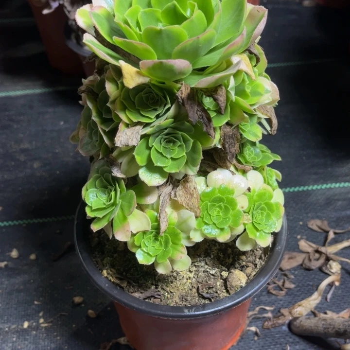 瑞妈多肉植物880