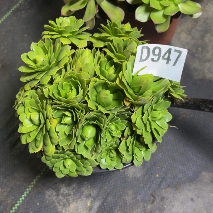 瑞妈多肉园艺947