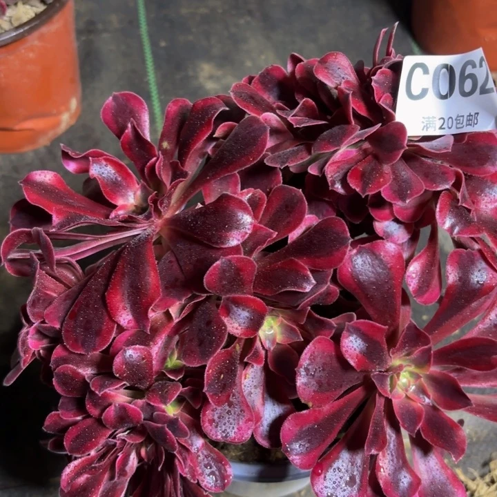 瑞妈多肉园艺062