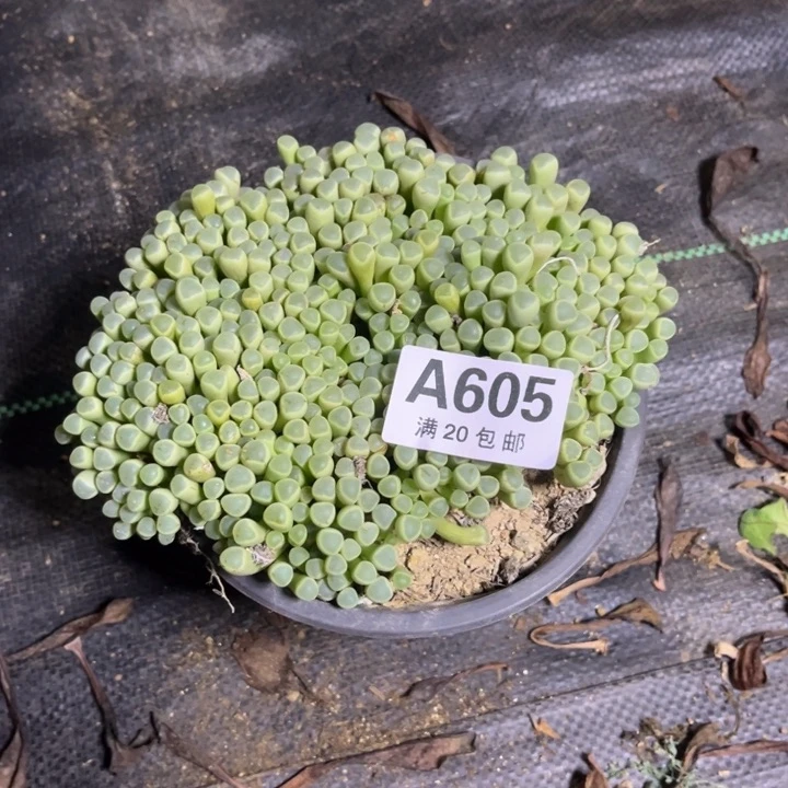 瑞妈多肉植物605