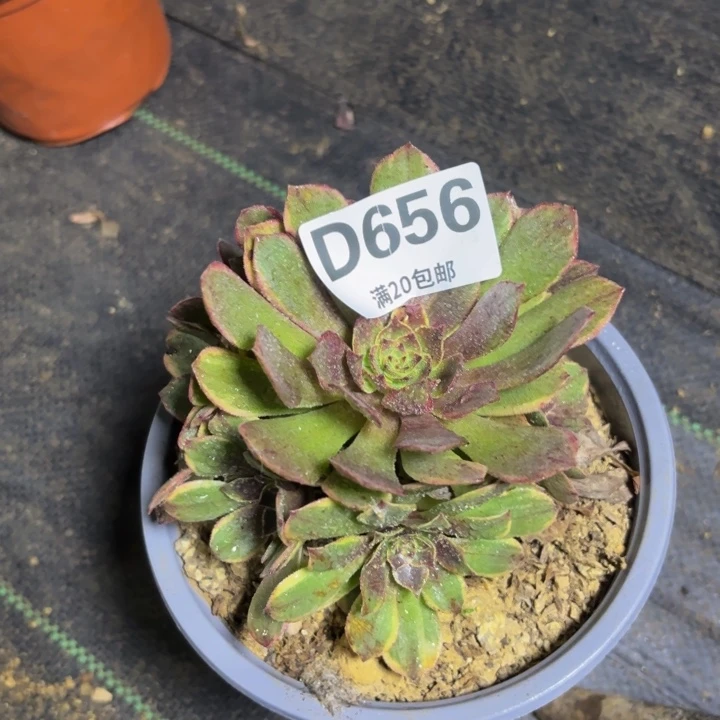 瑞妈多肉园艺056