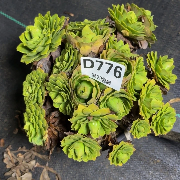 瑞妈多肉园艺776