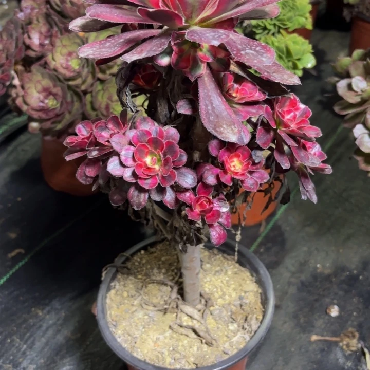 瑞妈多肉园艺901