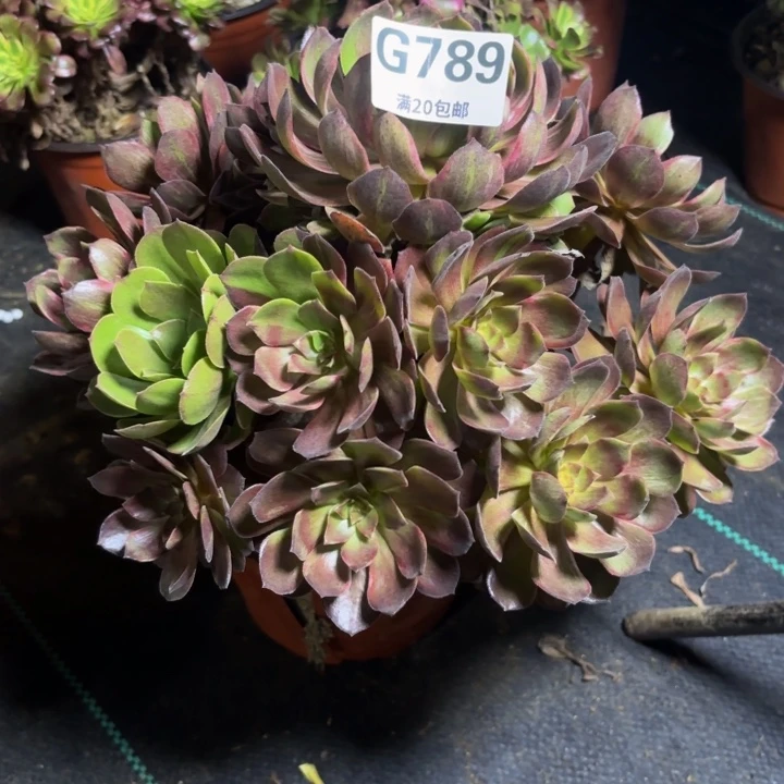 瑞妈多肉园艺789