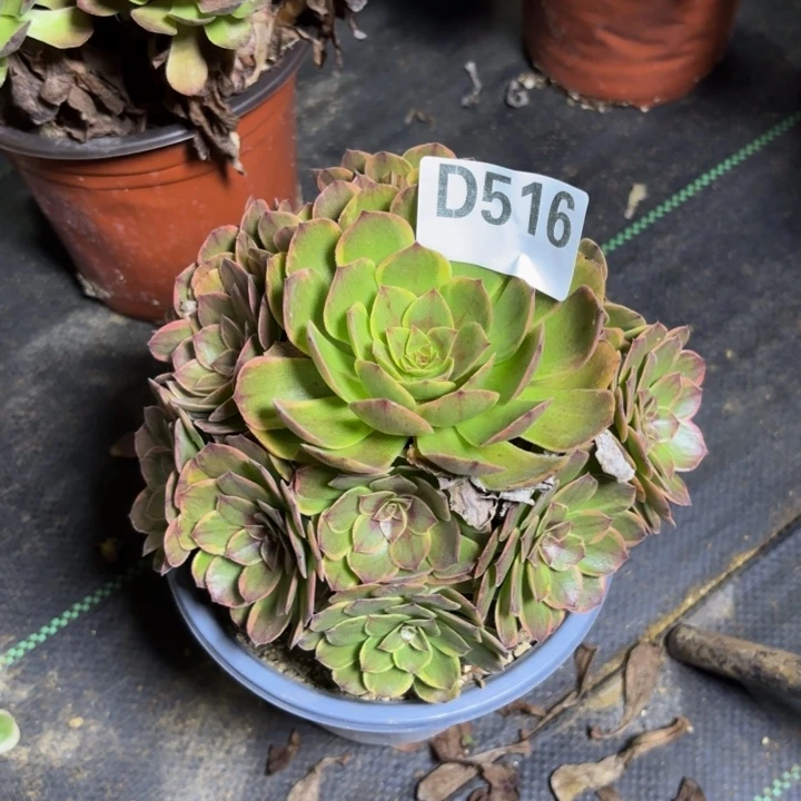 依*瑞妈多肉园艺516