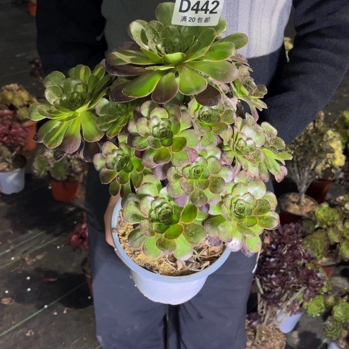 瑞妈多肉植物442
