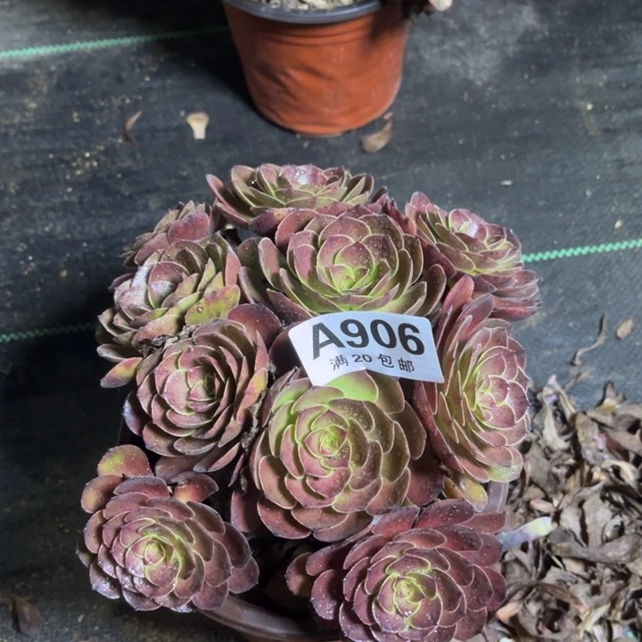 瑞妈多肉植物906