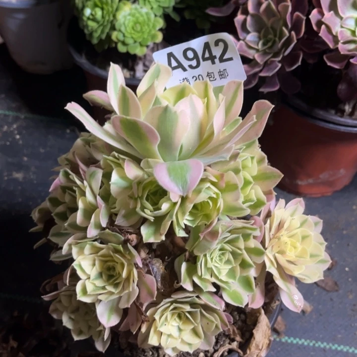 瑞妈多肉植物942
