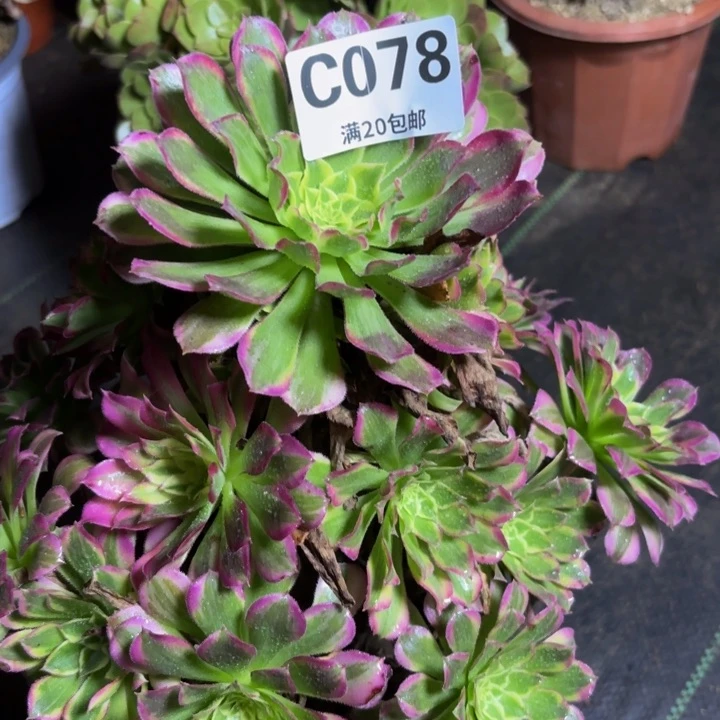 瑞妈多肉园艺 078