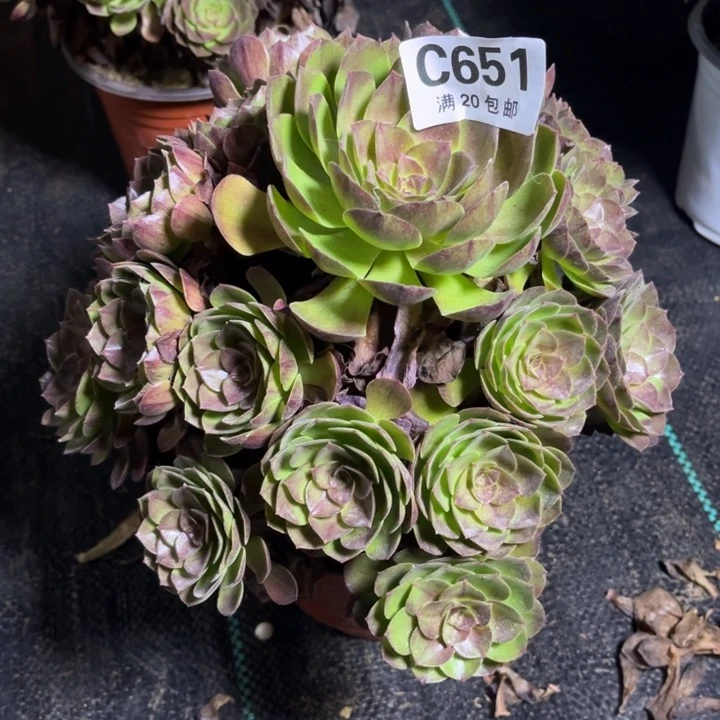 瑞妈多肉植物651