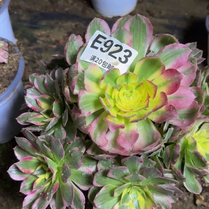 瑞妈多肉园艺923