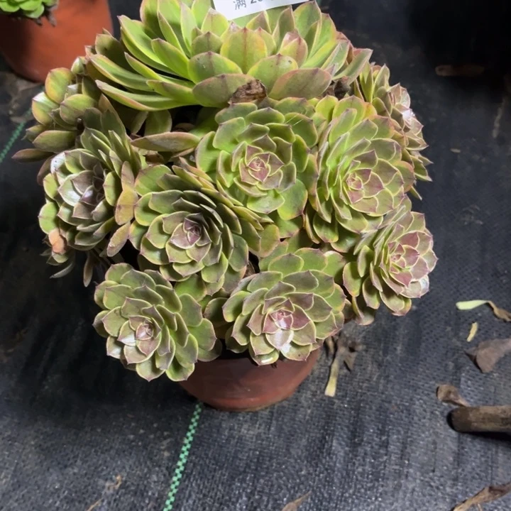 瑞妈多肉植物666有断枝