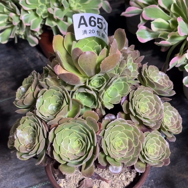 瑞妈多肉植物652