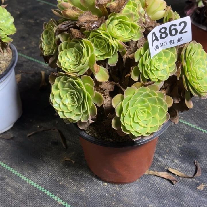 瑞妈多肉植物862