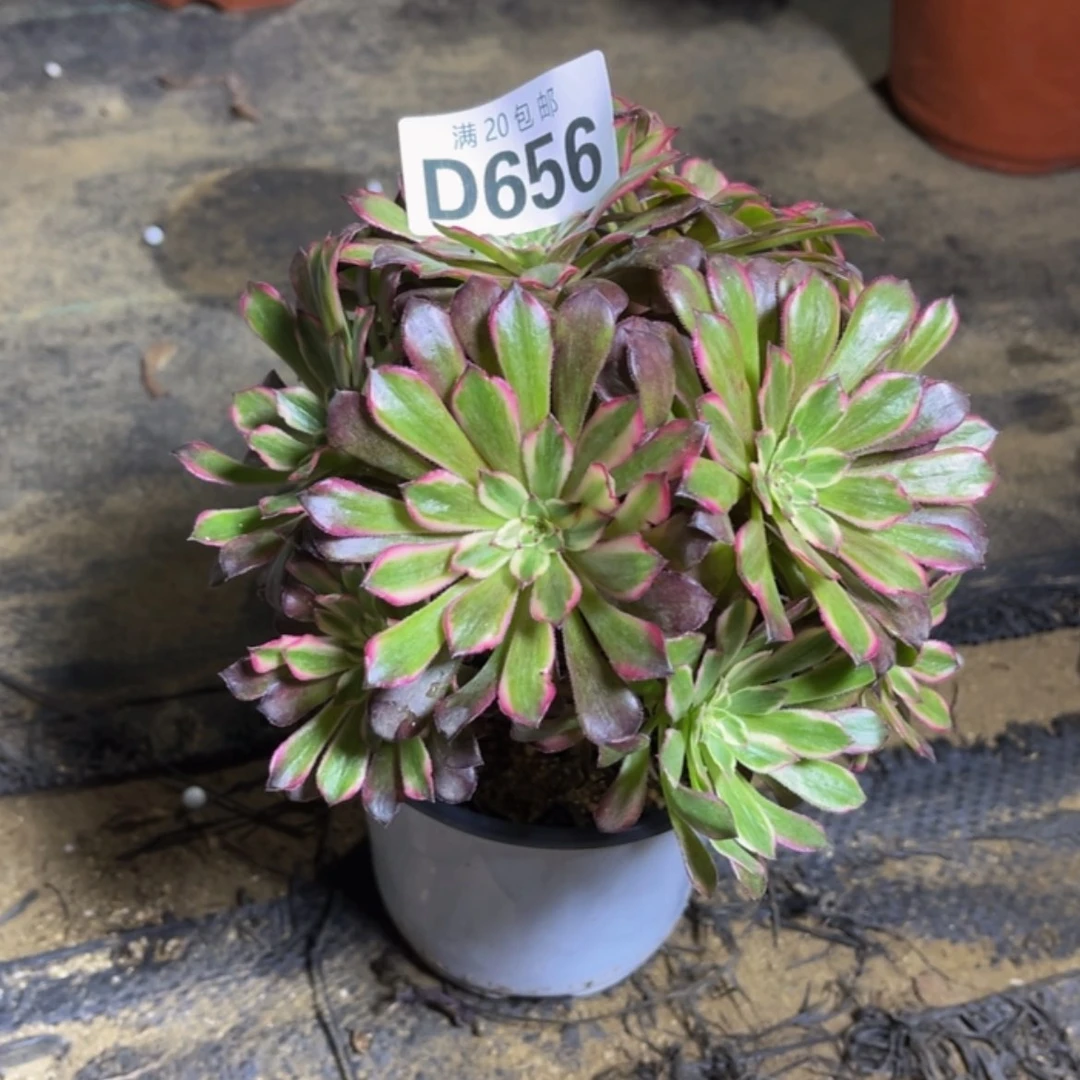 【闪购商品】多肉656