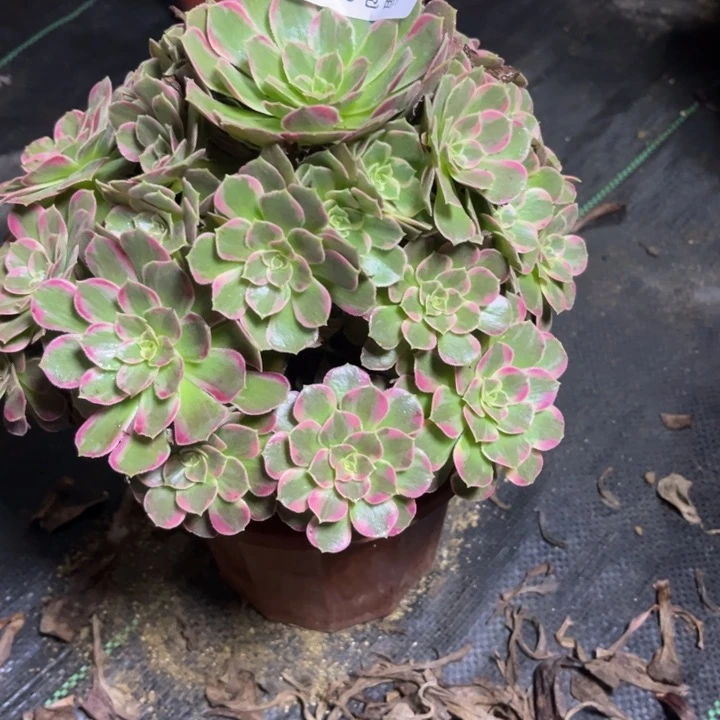 瑞妈多肉植物558