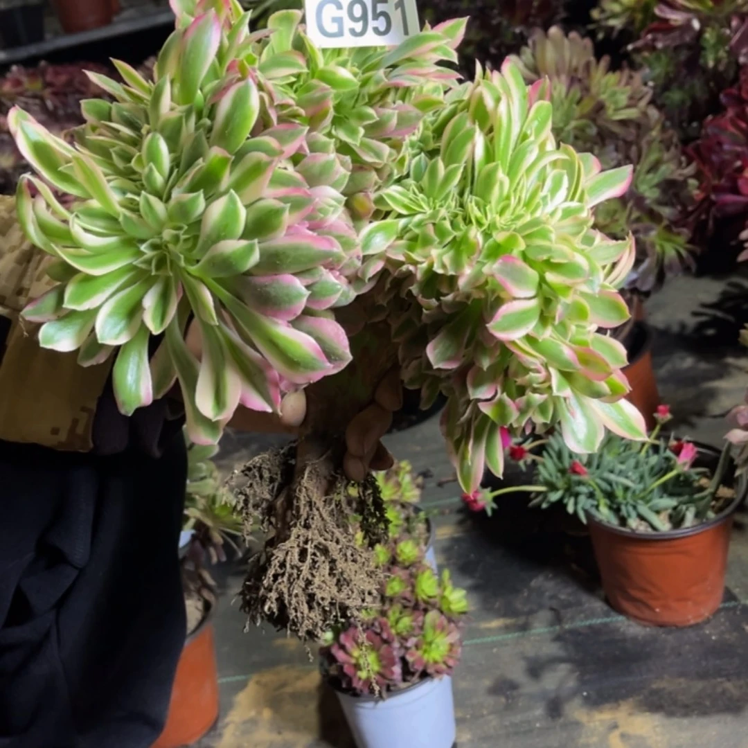 【闪购商品】c*l多肉951