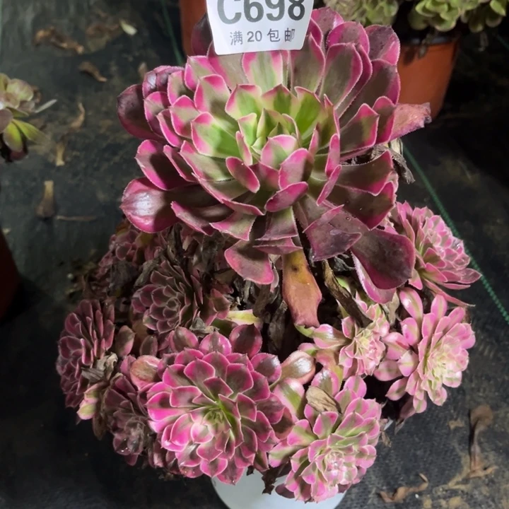 瑞妈多肉植物698