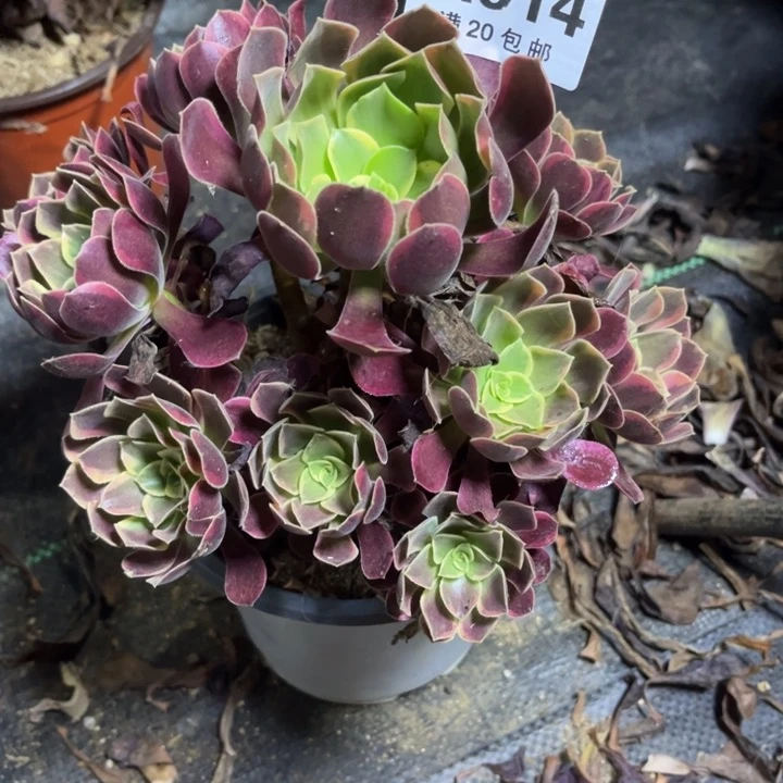 瑞妈多肉植物614