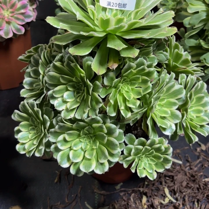 肆**。瑞妈多肉园艺118