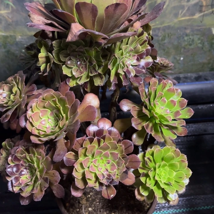 瑞妈多肉植物744