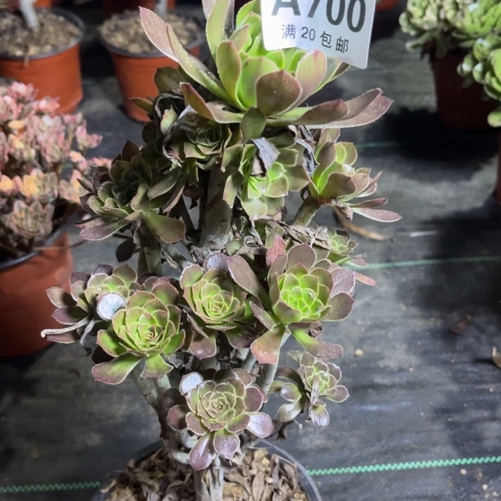 瑞妈多肉植物700