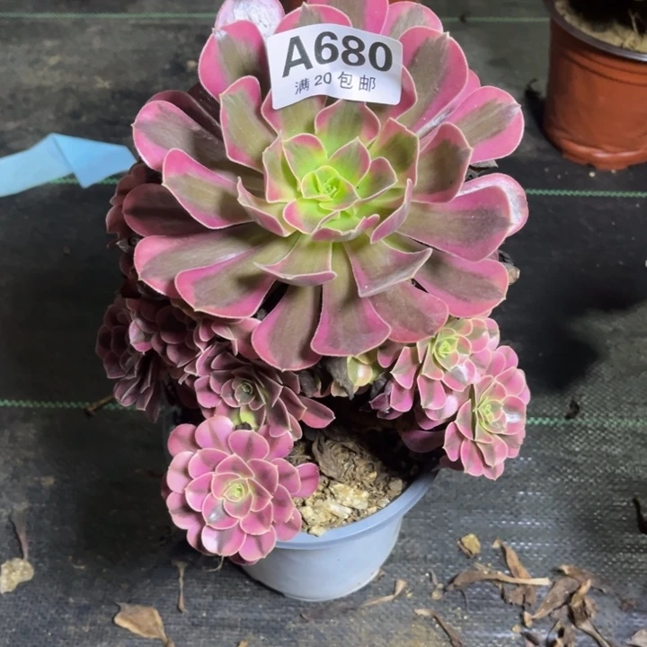瑞妈多肉植物680