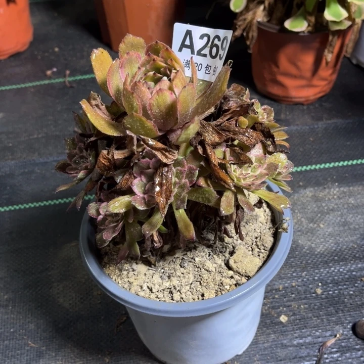 瑞妈多肉植物269