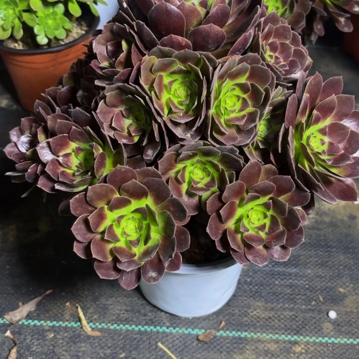 瑞妈多肉园艺912