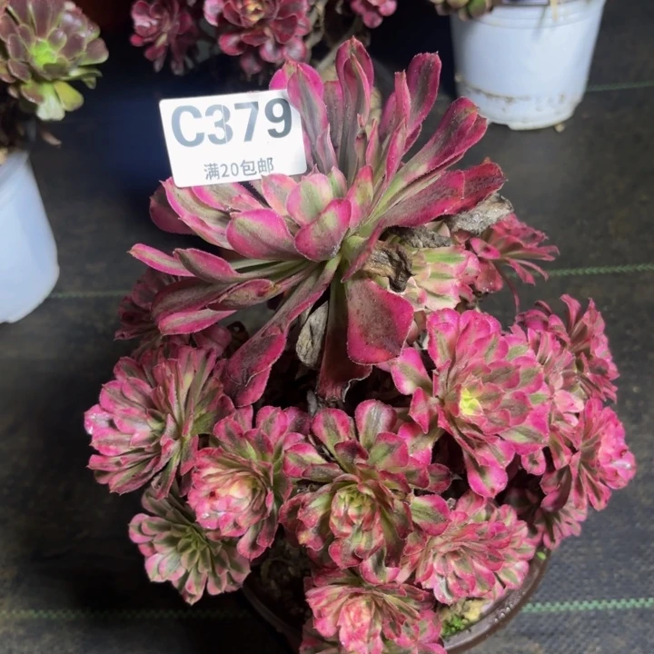 瑞妈多肉园艺379