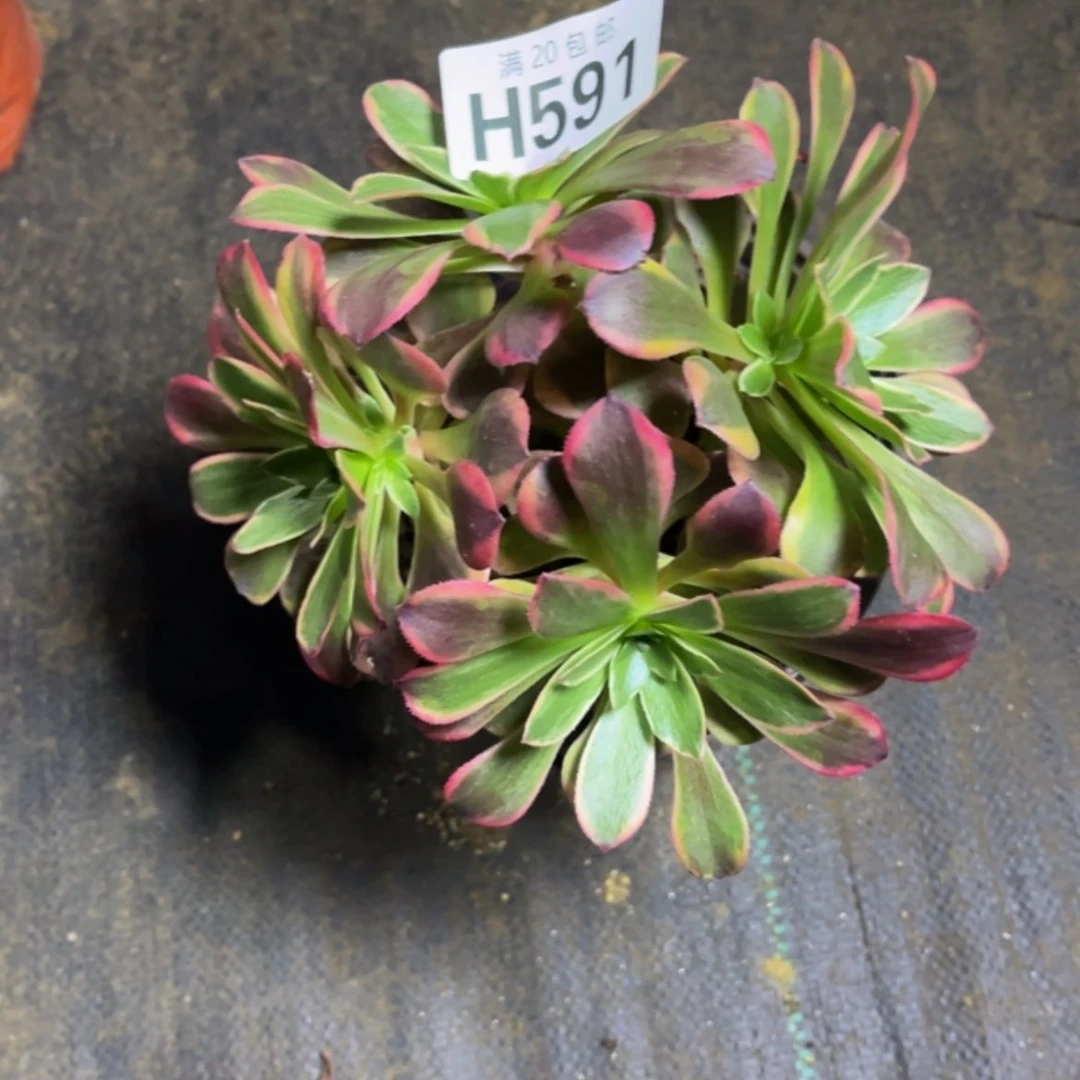 【闪购商品】多肉591