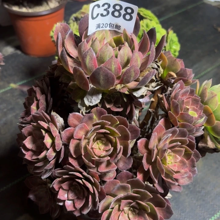 瑞妈多肉园艺388
