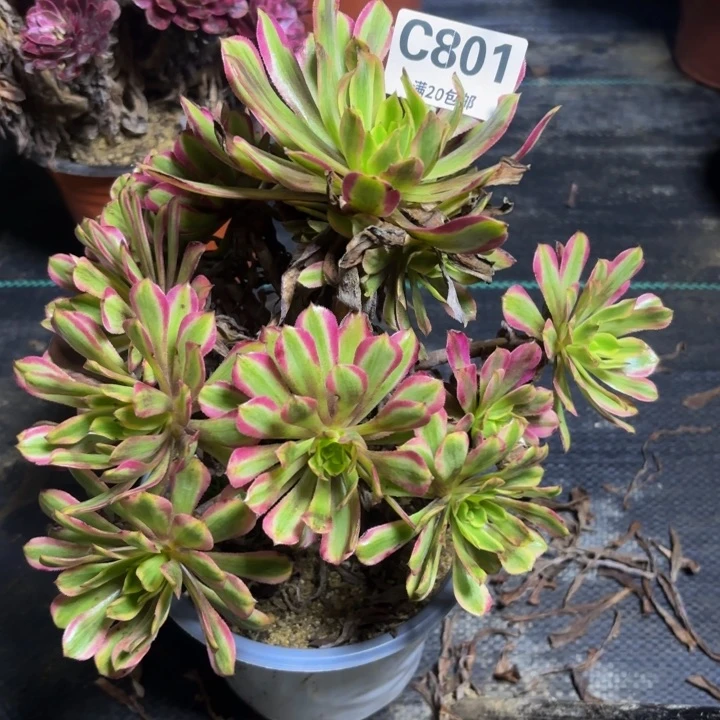 瑞妈多肉园艺801