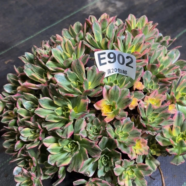 瑞妈多肉园艺902