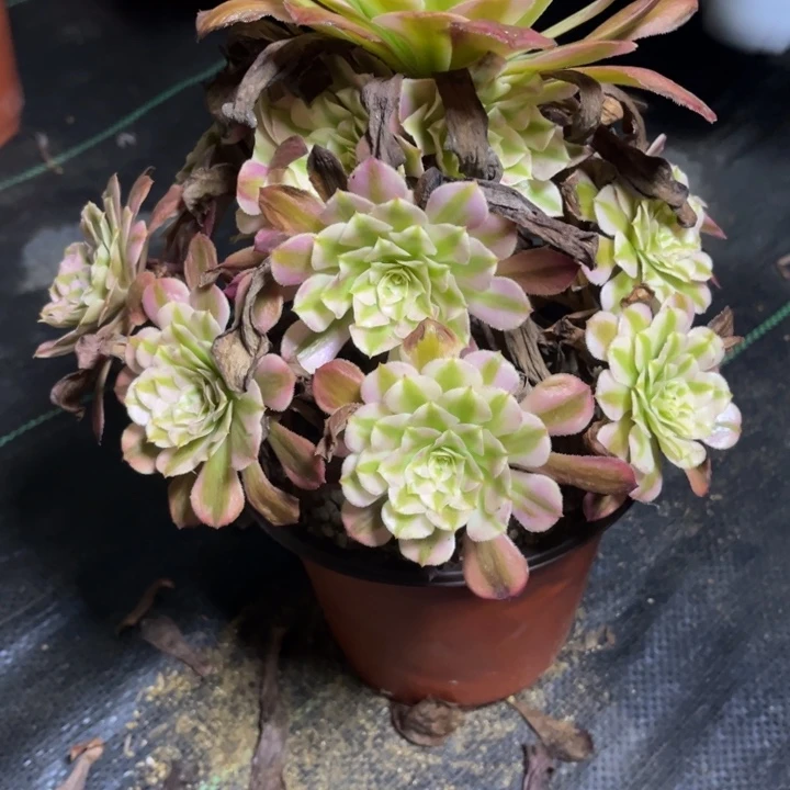瑞妈多肉植物554