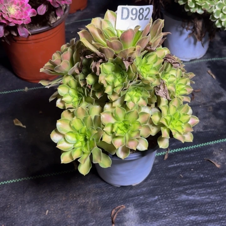 天**琴瑞妈多肉园艺982