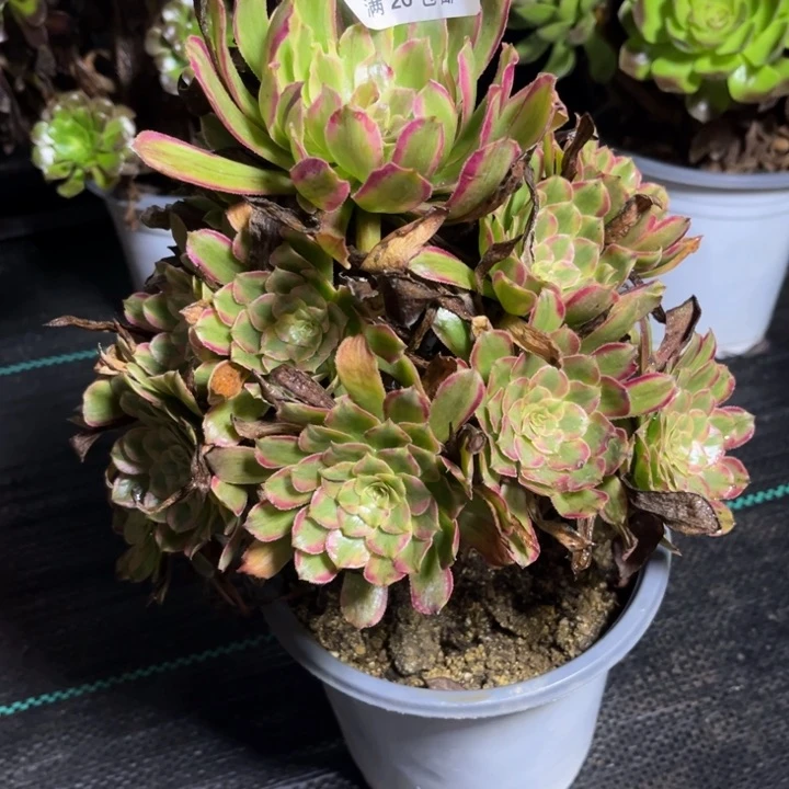 瑞妈多肉植物646