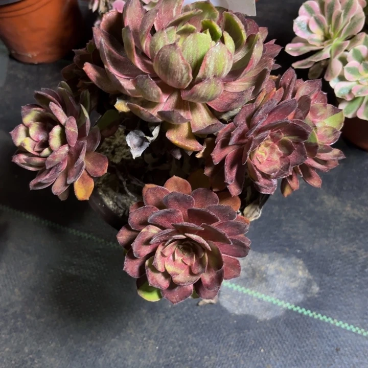 瑞妈多肉园艺414