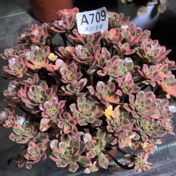 瑞妈多肉植物709