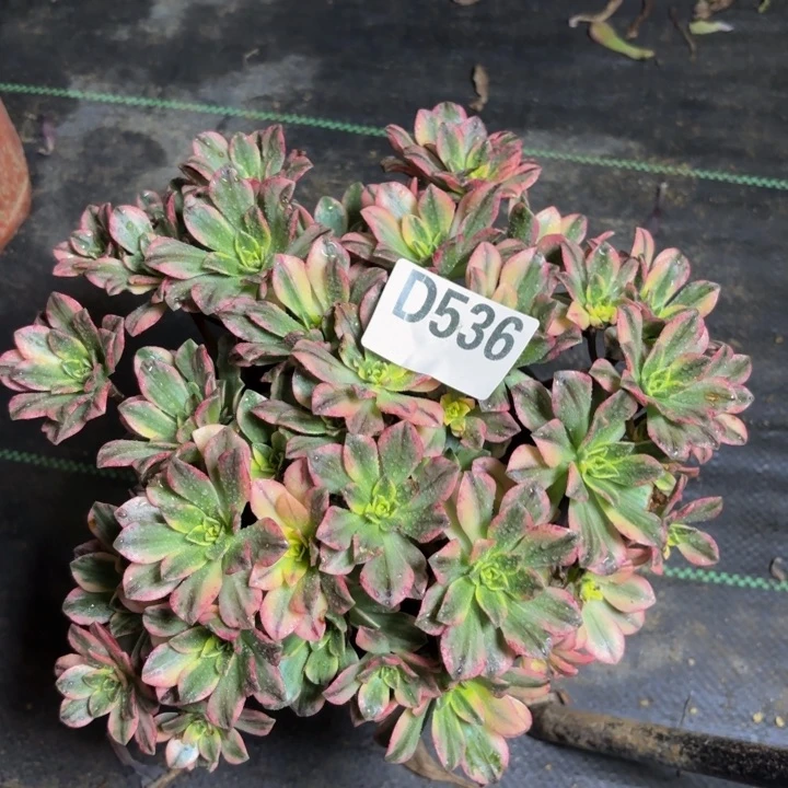 瑞妈多肉园艺536