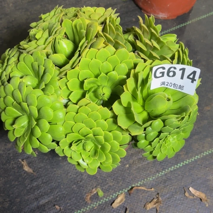瑞妈多肉园艺614